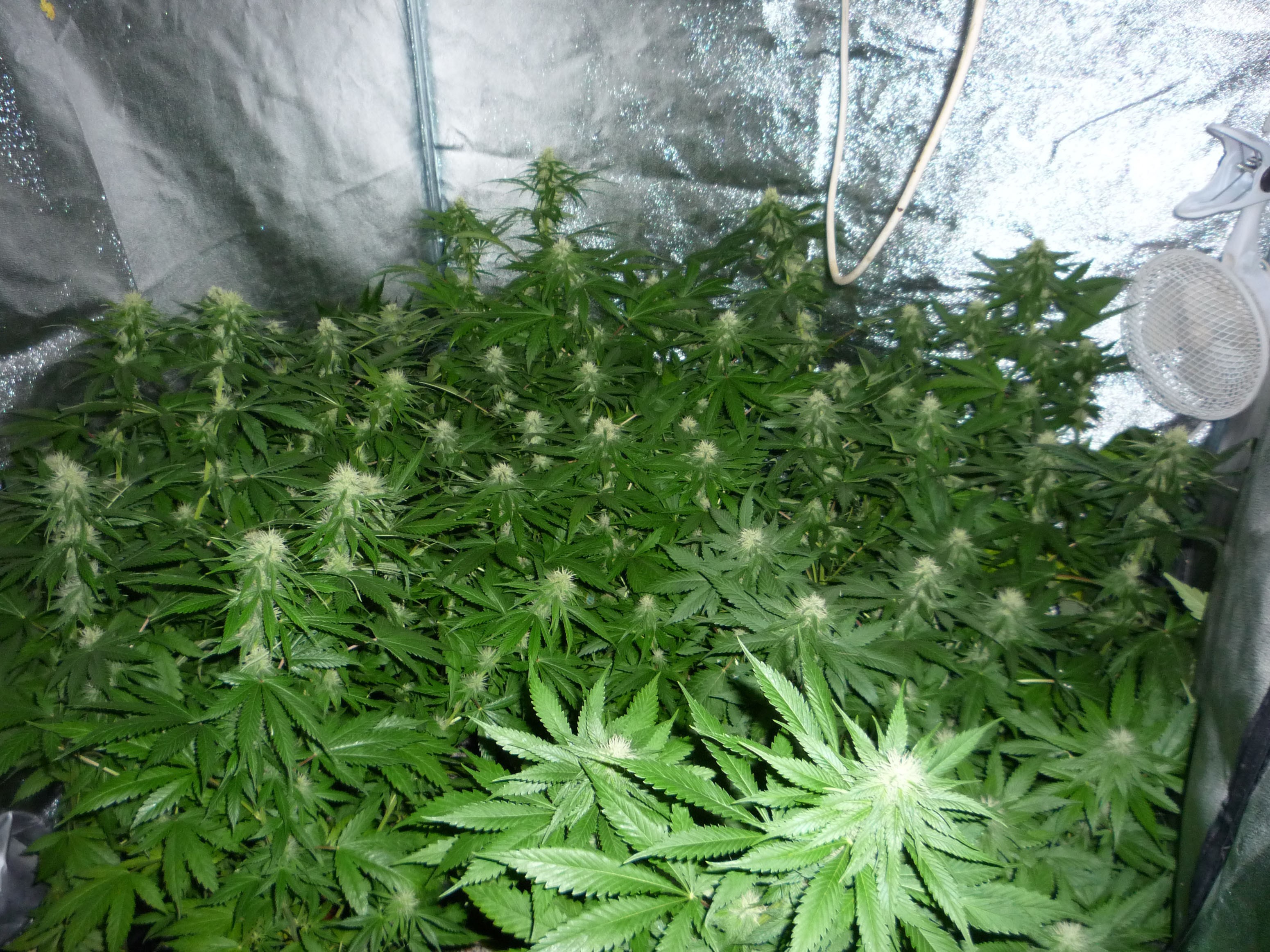 Original Sensible Seeds - Skunk Afghani (fem.)