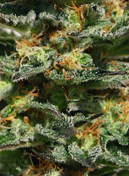 Original Sensible Seeds - Skunk Afghani (fem.)