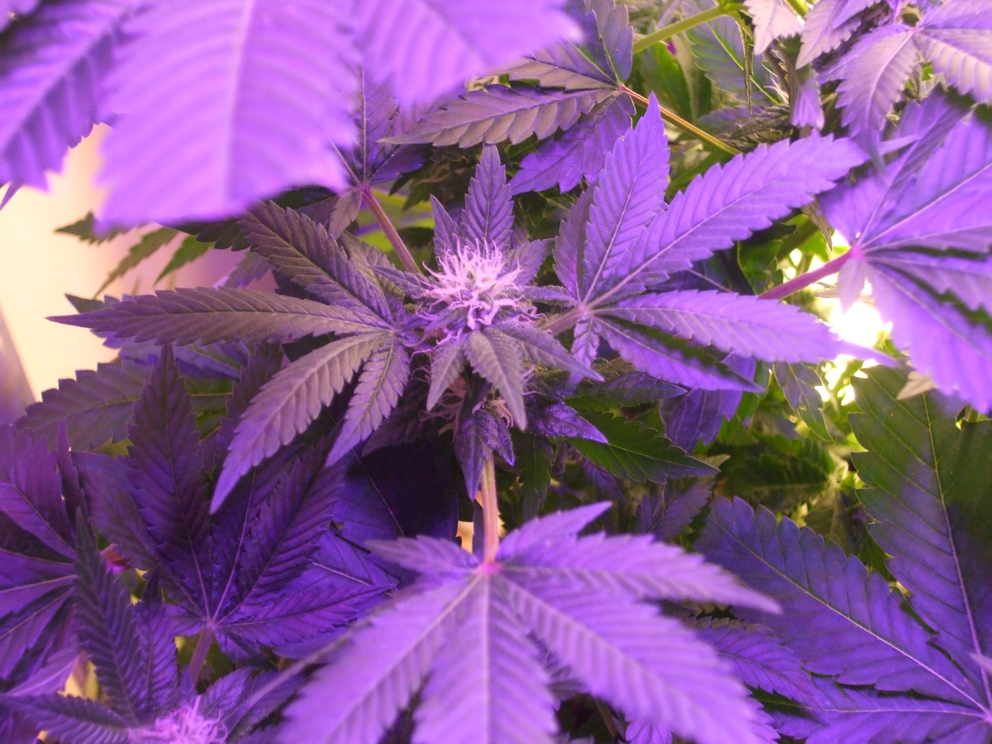 Original Sensible Seeds - Sweet Kush (fem.)