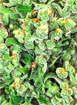 Original Sensible Seeds - Sweet Kush (fem.)