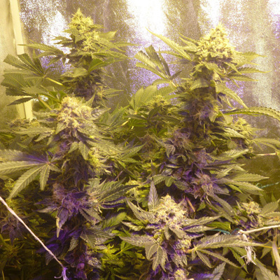 Original Sensible Seeds - Sweet Kush (fem.) 00104