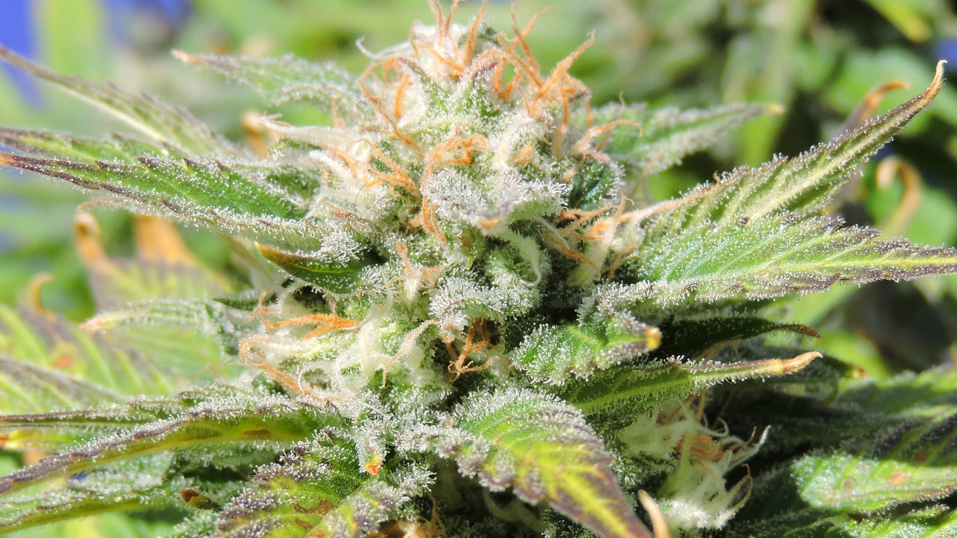 Original Sensible Seeds - Auto Black JH (auto/fem.)