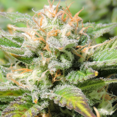 Original Sensible Seeds - Auto Black JH (auto/fem.) 00105