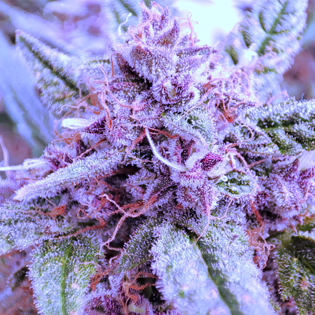 Original Sensible Seeds - Auto Purple (auto/fem.)