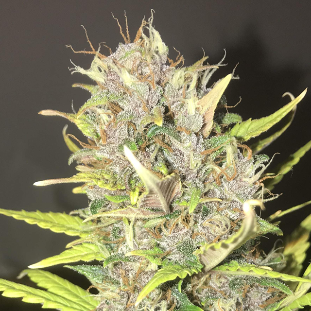 Original Sensible Seeds - Auto Purple (auto/fem.)