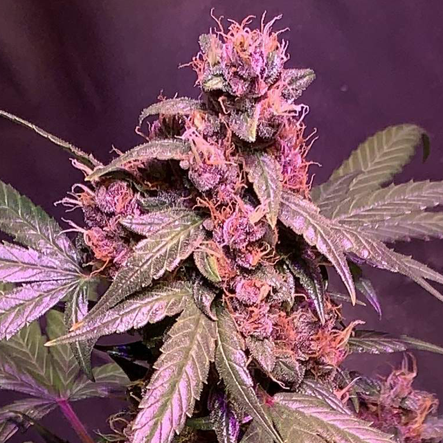 Original Sensible Seeds - Auto Purple (auto/fem.)