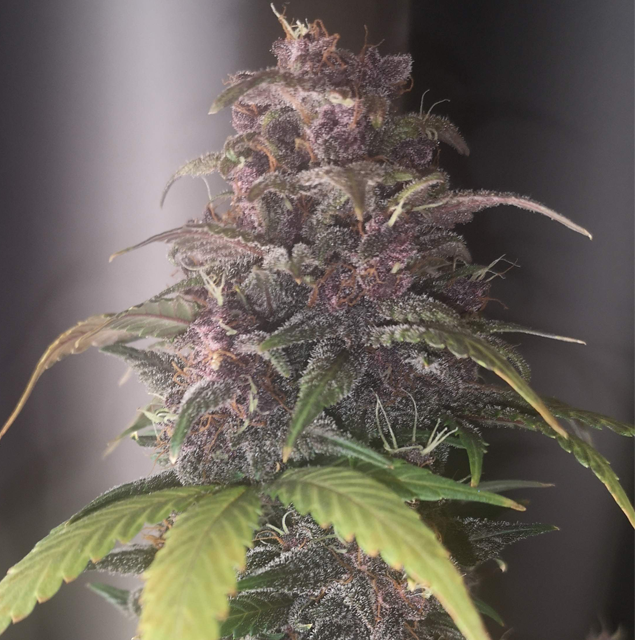 Original Sensible Seeds - Auto Purple (auto/fem.)