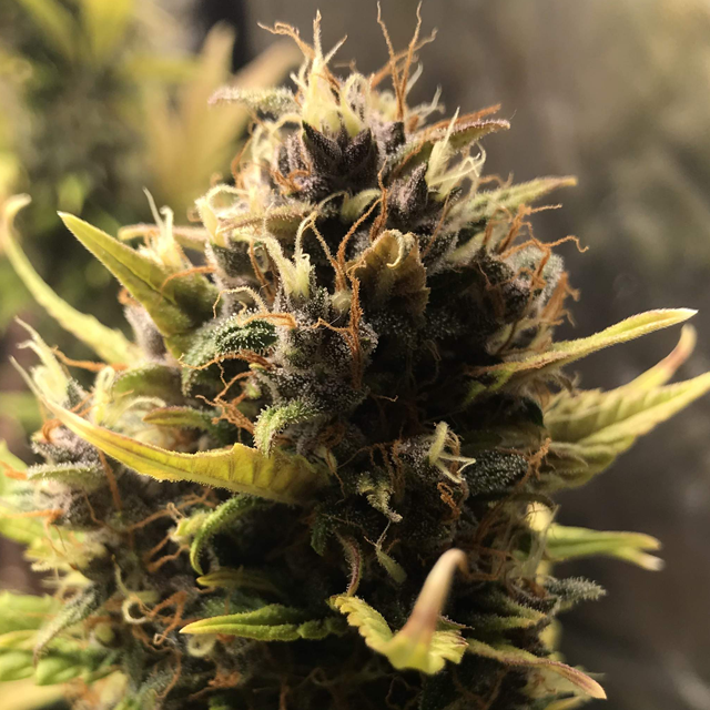 Original Sensible Seeds - Auto Purple (auto/fem.)