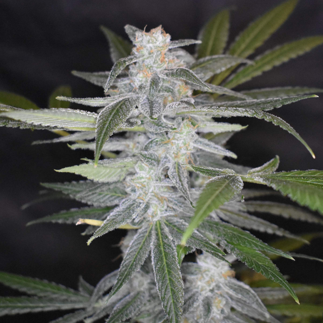 Original Sensible Seeds - Auto Super Skunk (auto/fem.)