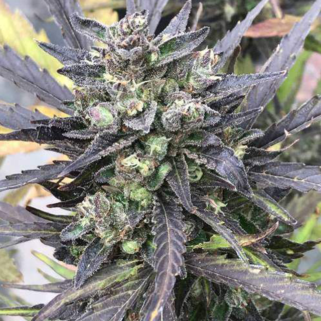 Original Sensible Seeds - Auto Super Skunk (auto/fem.)