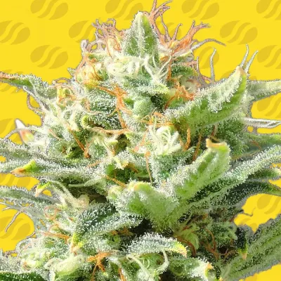 Original Sensible Seeds - Auto Super Skunk (auto/fem.) 00108