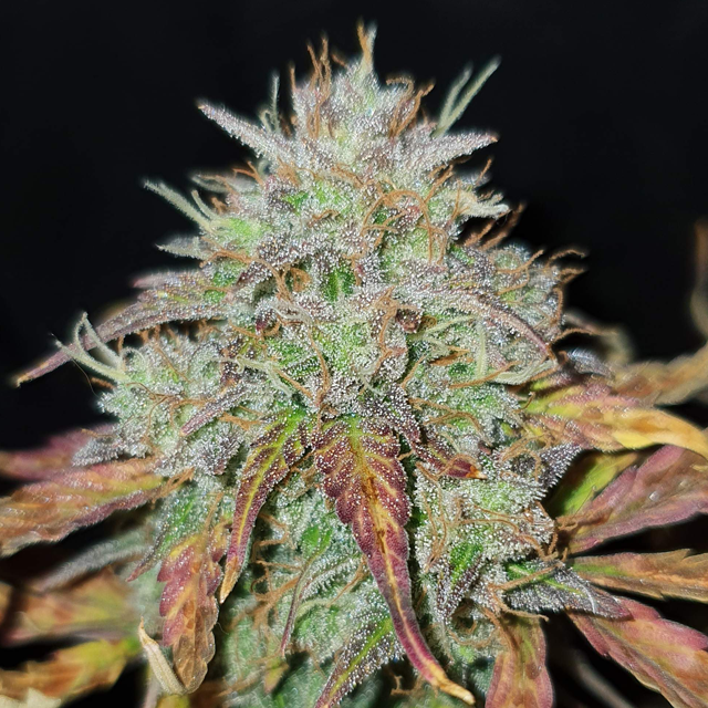 Original Sensible Seeds - Auto Super Skunk (auto/fem.)