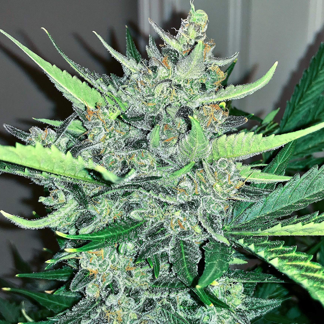 Original Sensible Seeds - Auto Super Skunk (auto/fem.)