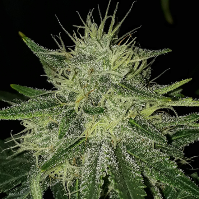 Original Sensible Seeds - Auto Super Skunk (auto/fem.)
