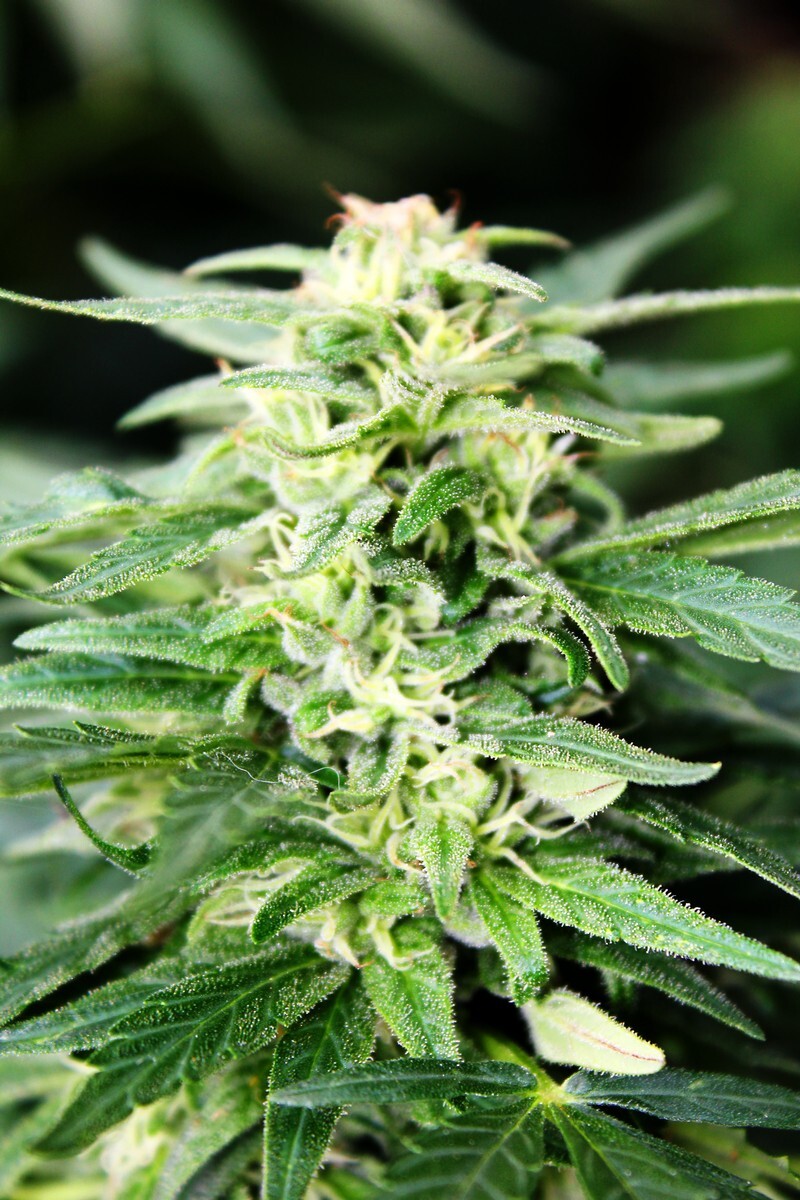 Doctor's Choice - Deepforest Super Auto (auto/fem.)