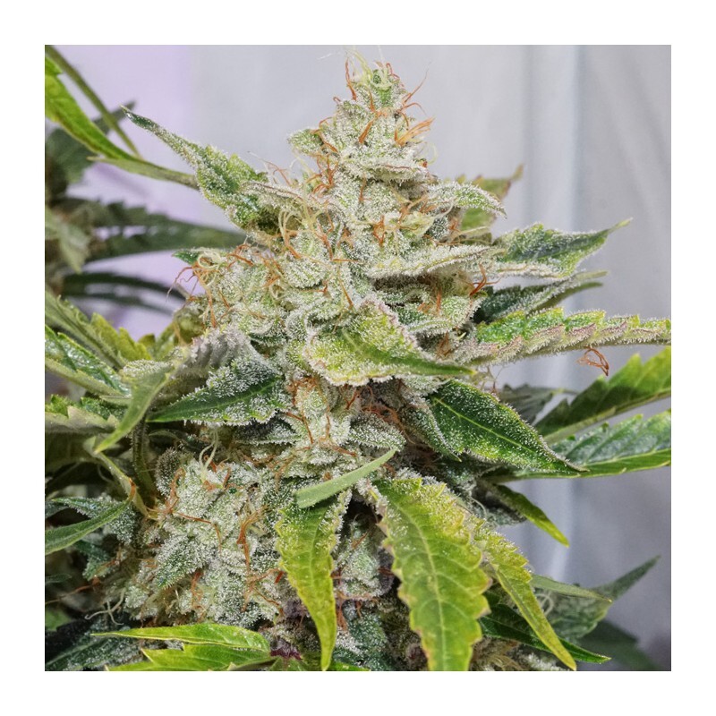 Dutch Passion - Auto Skywalker Haze (auto/fem.) Dutch Passion - Auto Skywalker Haze (auto/fem.)