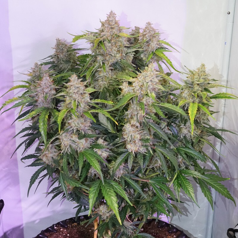 Dutch Passion - Auto Skywalker Haze (auto/fem.) Dutch Passion - Auto Skywalker Haze (auto/fem.)