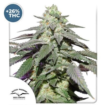 Dutch Passion - Auto Skywalker Haze (auto/fem.) 07965