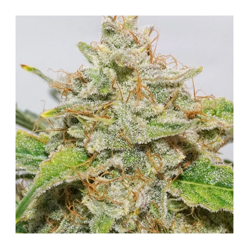 Dutch Passion - Auto Skywalker Haze (auto/fem.) Dutch Passion - Auto Skywalker Haze (auto/fem.)