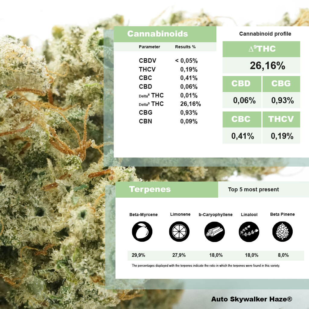 Dutch Passion - Auto Skywalker Haze (auto/fem.) Dutch Passion - Auto Skywalker Haze (auto/fem.)