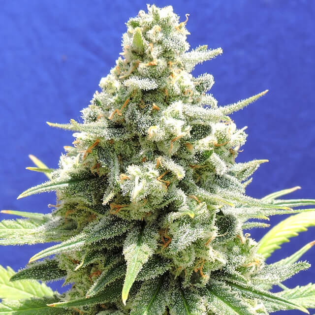 Original Sensible Seeds - Amnesia Lemon Kush (fem.)