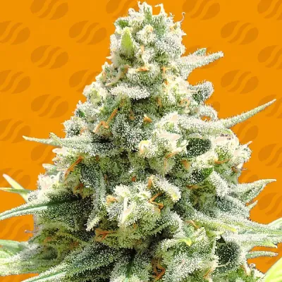 Original Sensible Seeds - Amnesia Lemon Kush (fem.) 08119