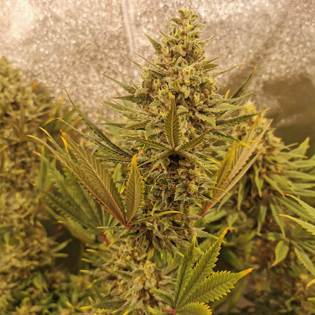 Original Sensible Seeds - Amnesia Lemon Kush (fem.)