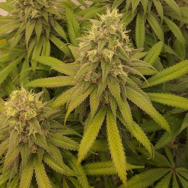 Original Sensible Seeds - Amnesia Lemon Kush (fem.)