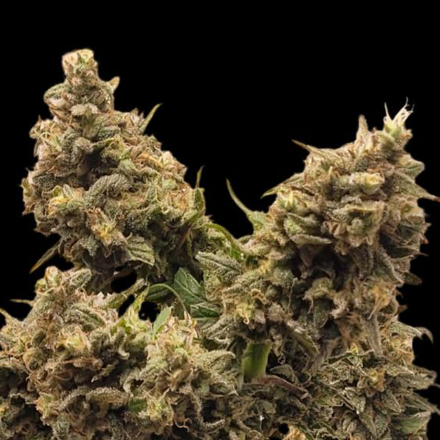 Original Sensible Seeds - Amnesia Lemon Kush (fem.)