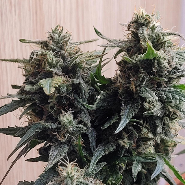 Original Sensible Seeds - Amnesia Lemon Kush (fem.)