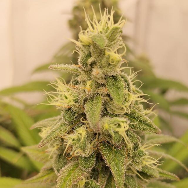 Original Sensible Seeds - Amnesia Lemon Kush (fem.)