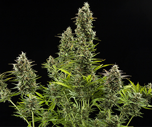 Spanish Seeds - Auto New York Diesel (50 auto/fem.)