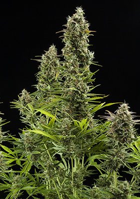 Spanish Seeds - Auto New York Diesel (50 auto/fem.)