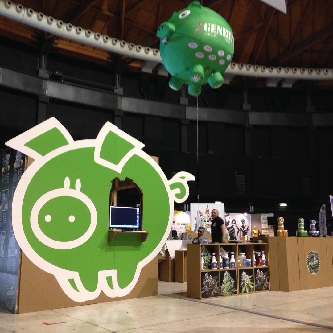 Genehtik Seeds - Amnesia Bilbo Auto (auto/fem.)