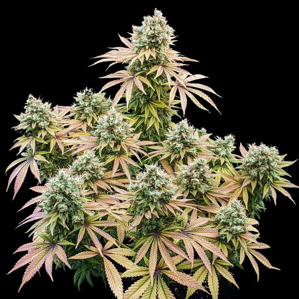 Royal Queen Seeds - Lemon Haze aka Lemon Shining Silver Haze (fem.)