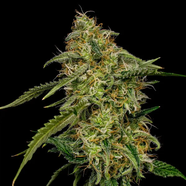 Royal Queen Seeds - Lemon Haze aka Lemon Shining Silver Haze (fem.)