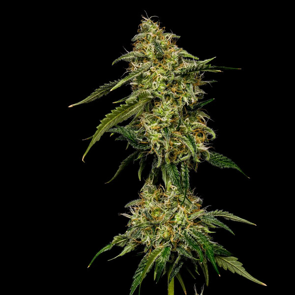 Royal Queen Seeds - Lemon Haze aka Lemon Shining Silver Haze (fem.)
