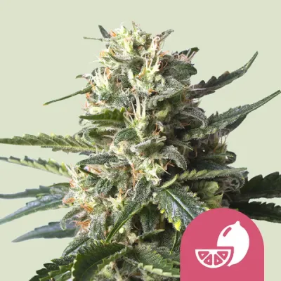 Royal Queen Seeds - Lemon Haze aka Lemon Shining Silver Haze (fem.) 02901