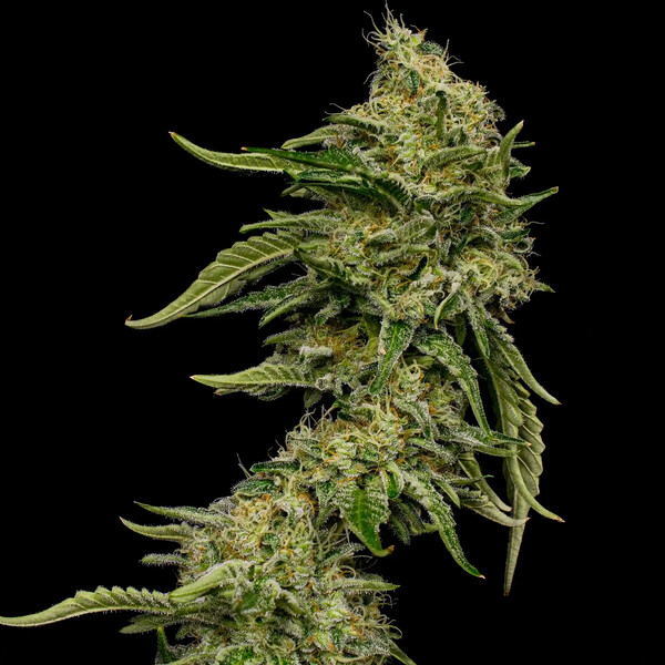 Royal Queen Seeds - Lemon Haze aka Lemon Shining Silver Haze (fem.)