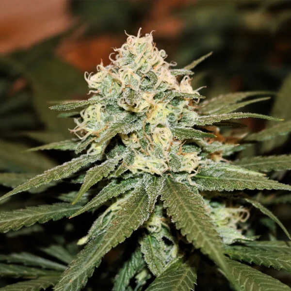 Royal Queen Seeds - Lemon Haze aka Lemon Shining Silver Haze (fem.)