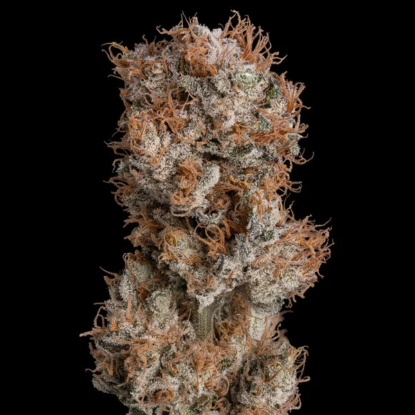 Royal Queen Seeds - Lemon Haze aka Lemon Shining Silver Haze (fem.)