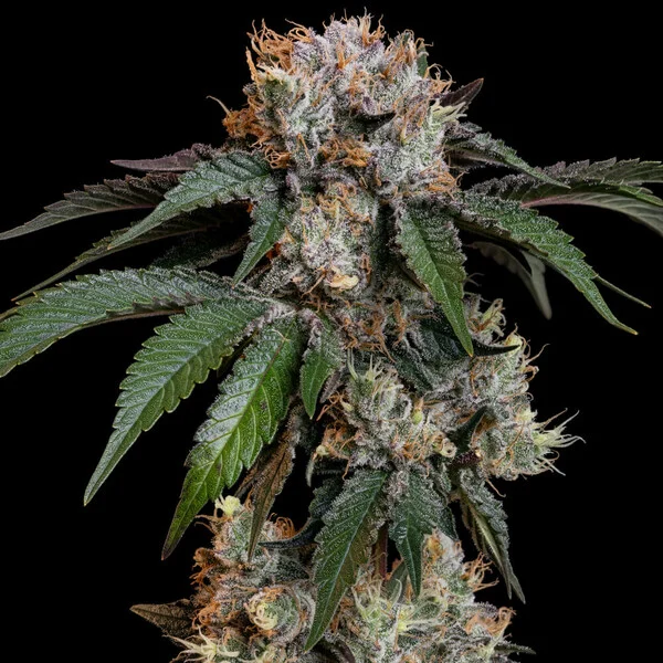 Royal Queen Seeds - Lemon Haze aka Lemon Shining Silver Haze (fem.)