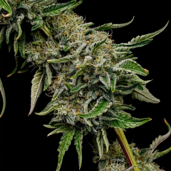 Royal Queen Seeds - Lemon Haze aka Lemon Shining Silver Haze (fem.)