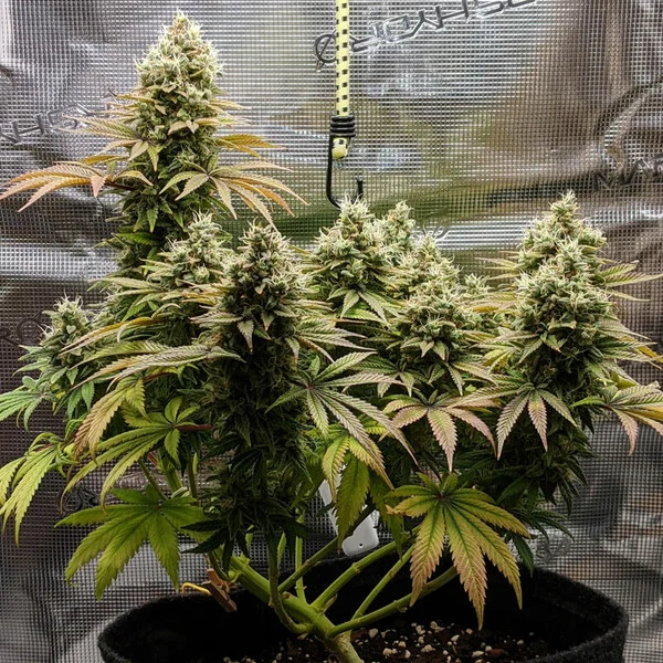 Royal Queen Seeds - Lemon Haze aka Lemon Shining Silver Haze (fem.)