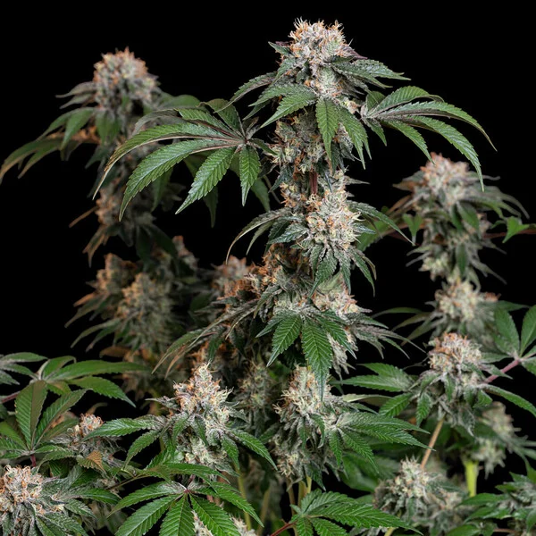 Royal Queen Seeds - Lemon Haze aka Lemon Shining Silver Haze (fem.)