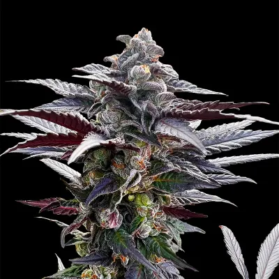 Silent Seeds (ex Dinafem) - Pink Sunset by Sherbinskis (fem.) 09054