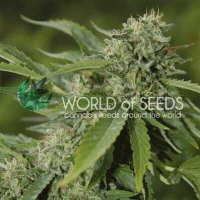 World Of Seeds - Brazil Amazonia (reg.) 03682