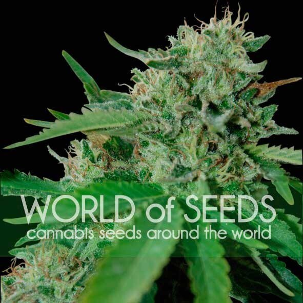World Of Seeds - Brazil Amazonia (reg.)
