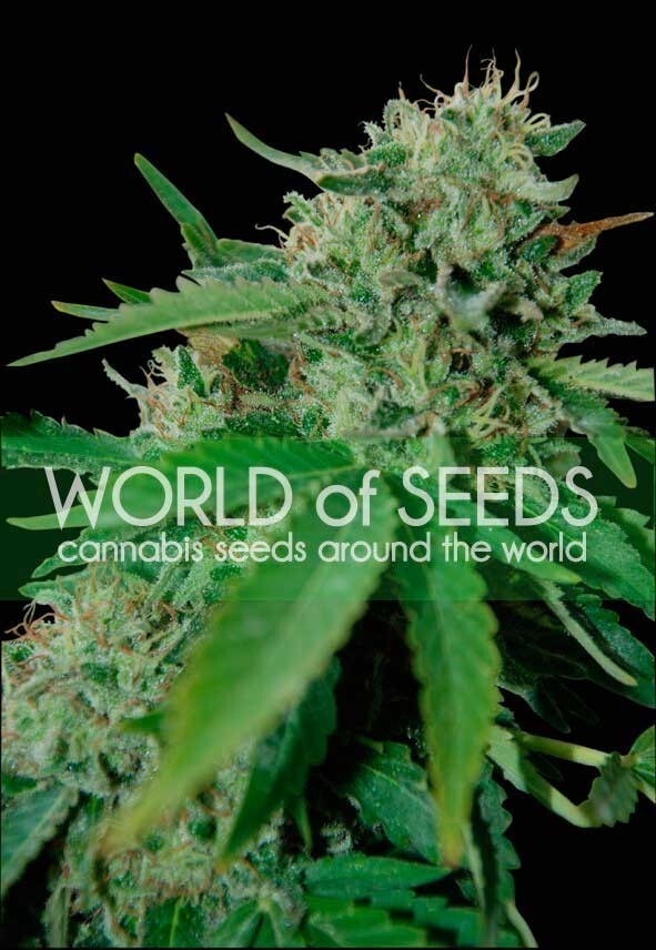 World Of Seeds - Brazil Amazonia (reg.)