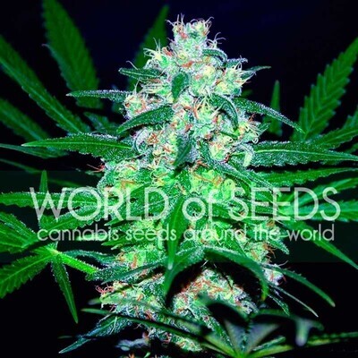 World Of Seeds - Pakistan Valley (reg.) 03690